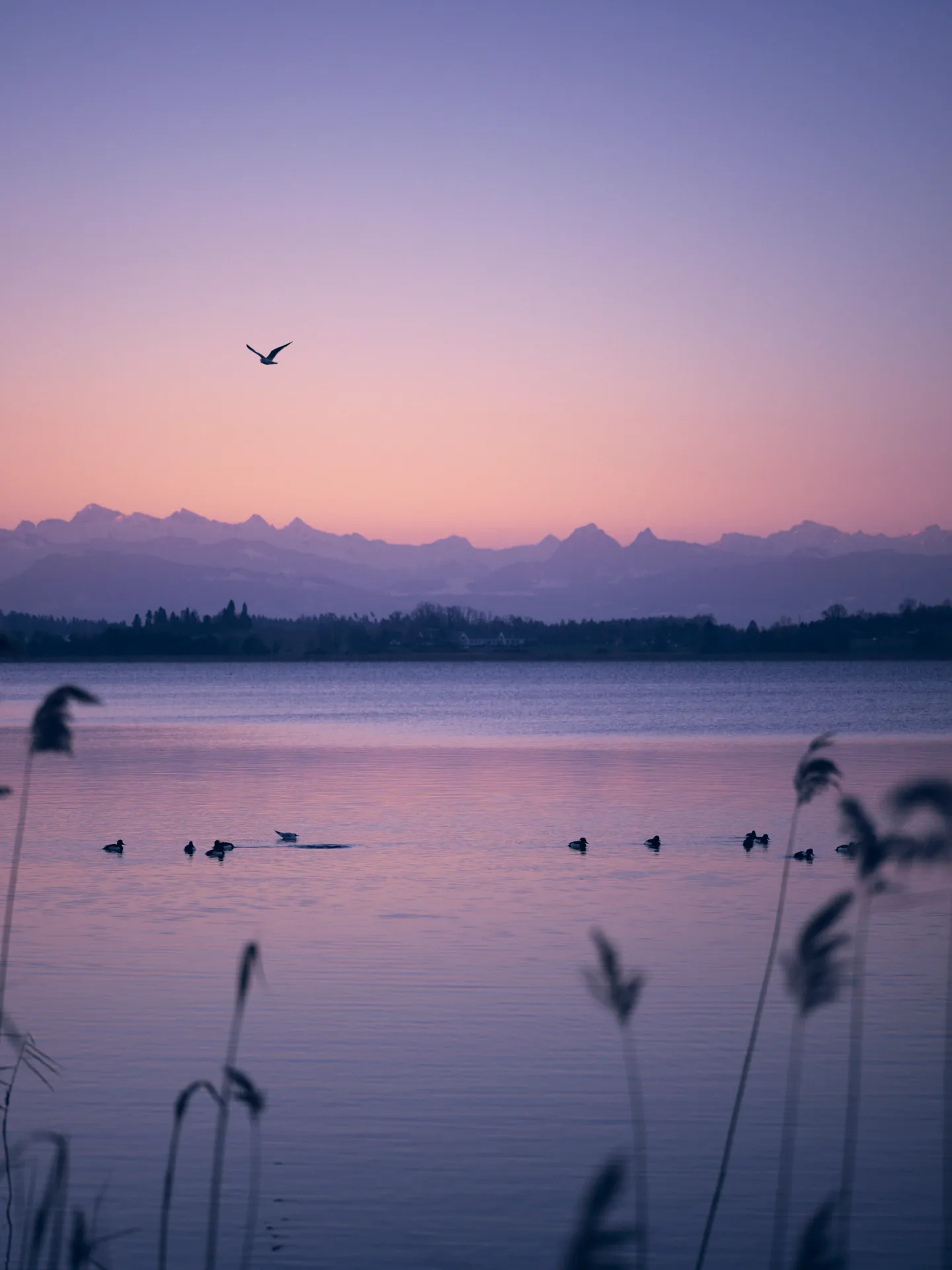 Ein ruhiger See bei Sonnenaufgang oder Sonnenuntergang mit fliegendem Vogel über dem Wasser, mehreren Enten, die auf dem See schwimmen, und Bergen am Horizont unter einem lila und rosa Himmel.