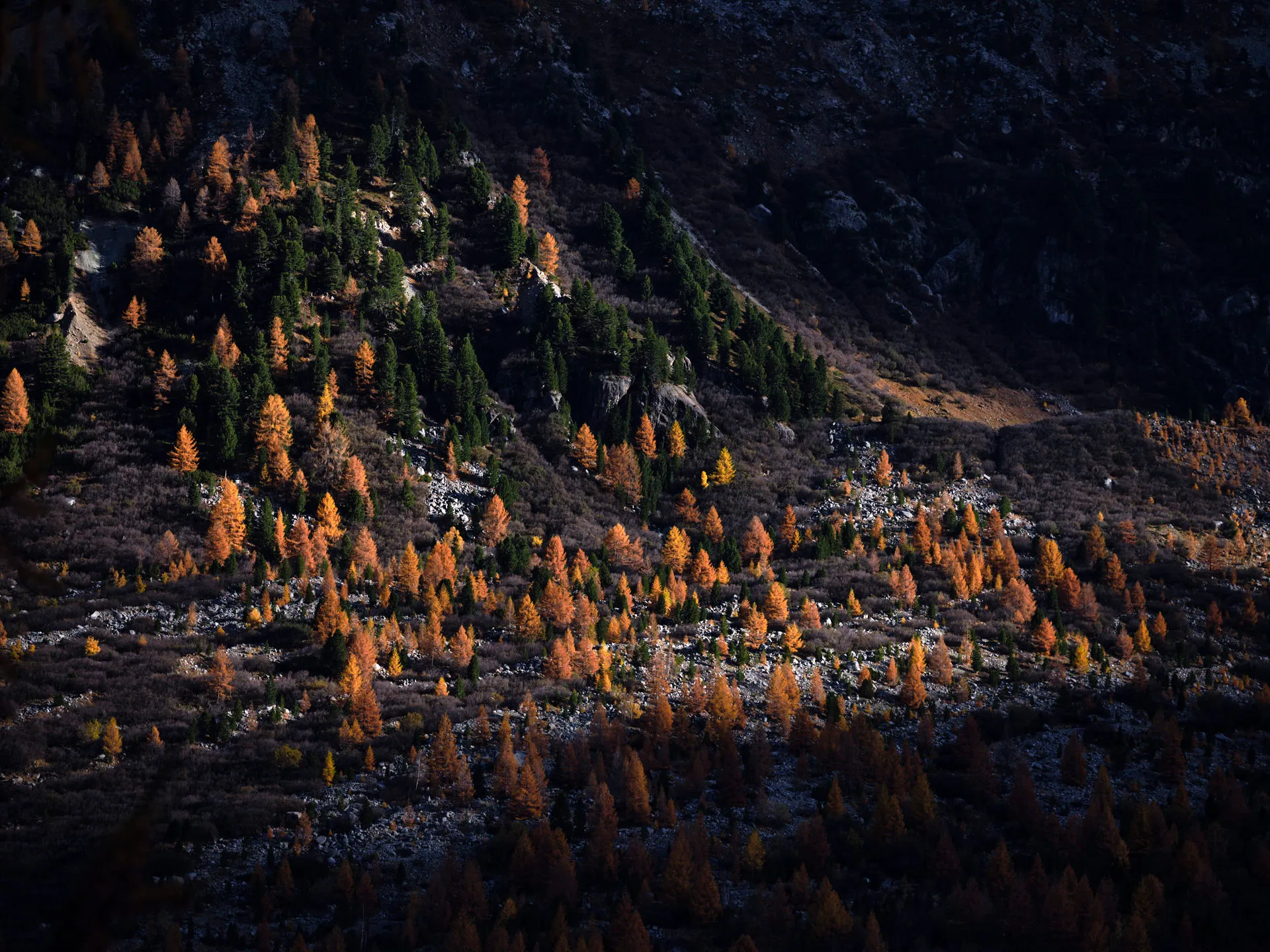 Bergwald in herbstlichen Farben mit orangefarbenen und grünen Bäumen, beleuchtet vom Sonnenlicht auf einem steinigen Hang.