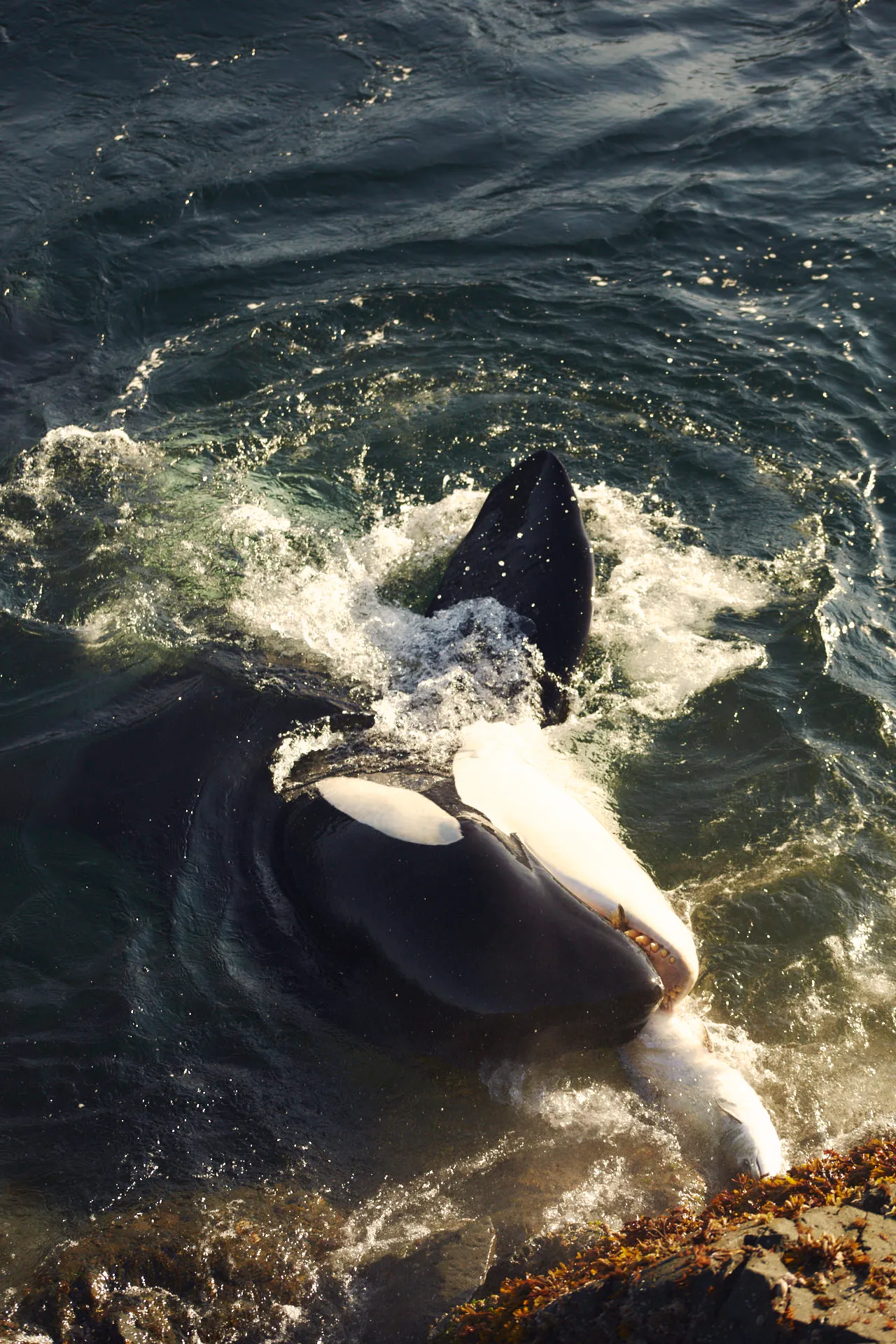Schwertwal mit geöffnetem Maul an der Wasseroberfläche nahe felsiger Küste im Meer.