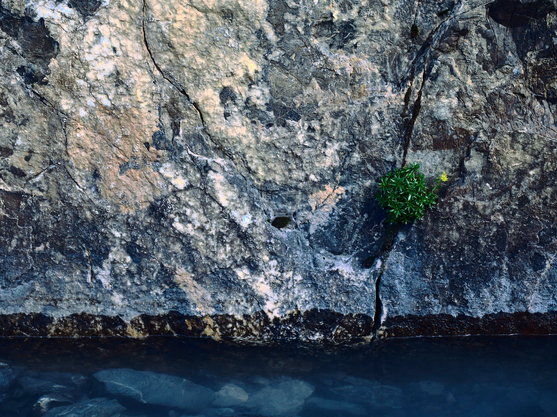 Nahaufnahme einer Felswand mit einer Spalte, aus der eine kleine grüne Pflanze mit gelber Blüte wächst, darüber klares Wasser mit sichtbaren Steinen.