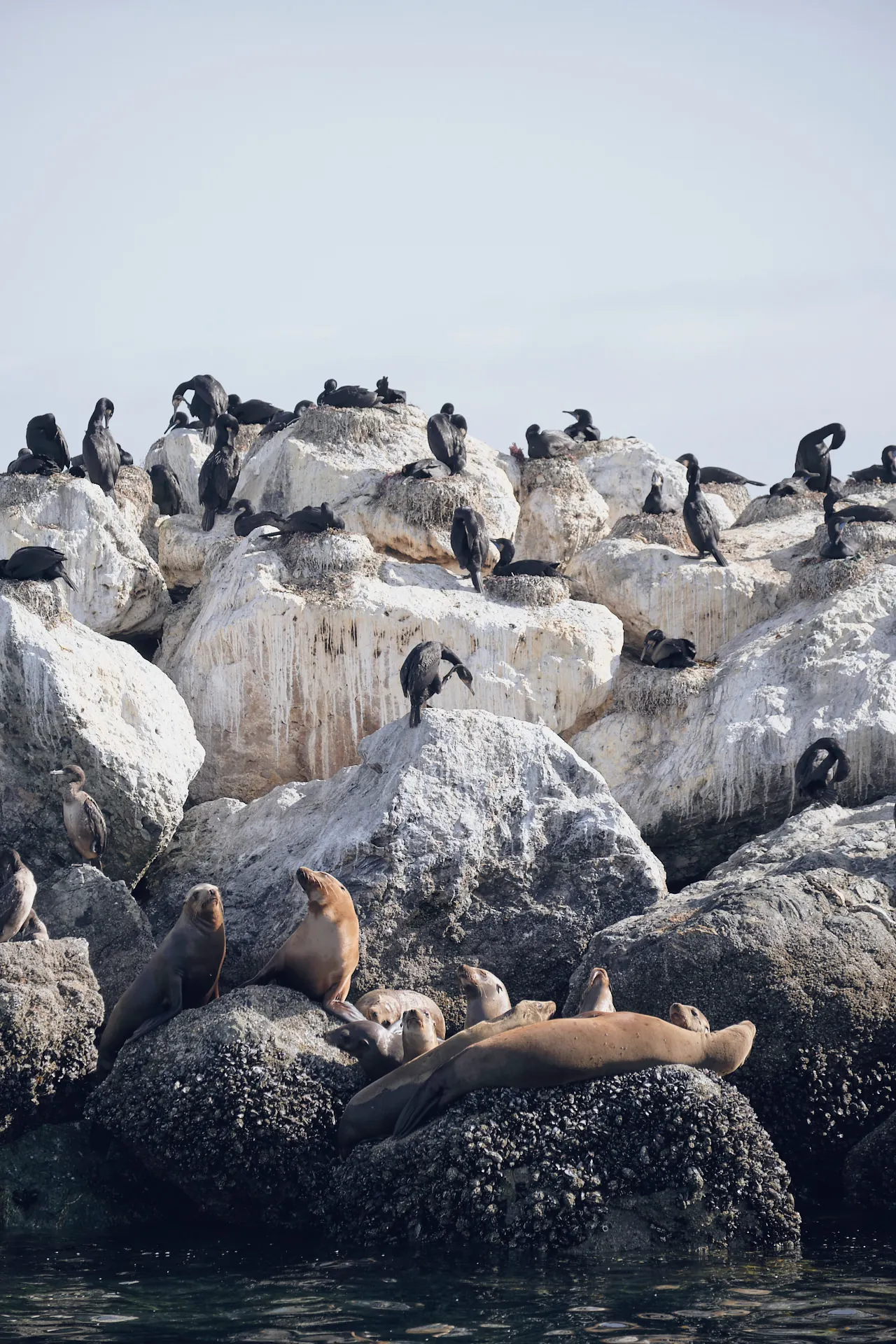 Robben und viele schwarze Kormorane sitzen und ruhen auf großen Felsen am Wasser unter einem hellen Himmel.