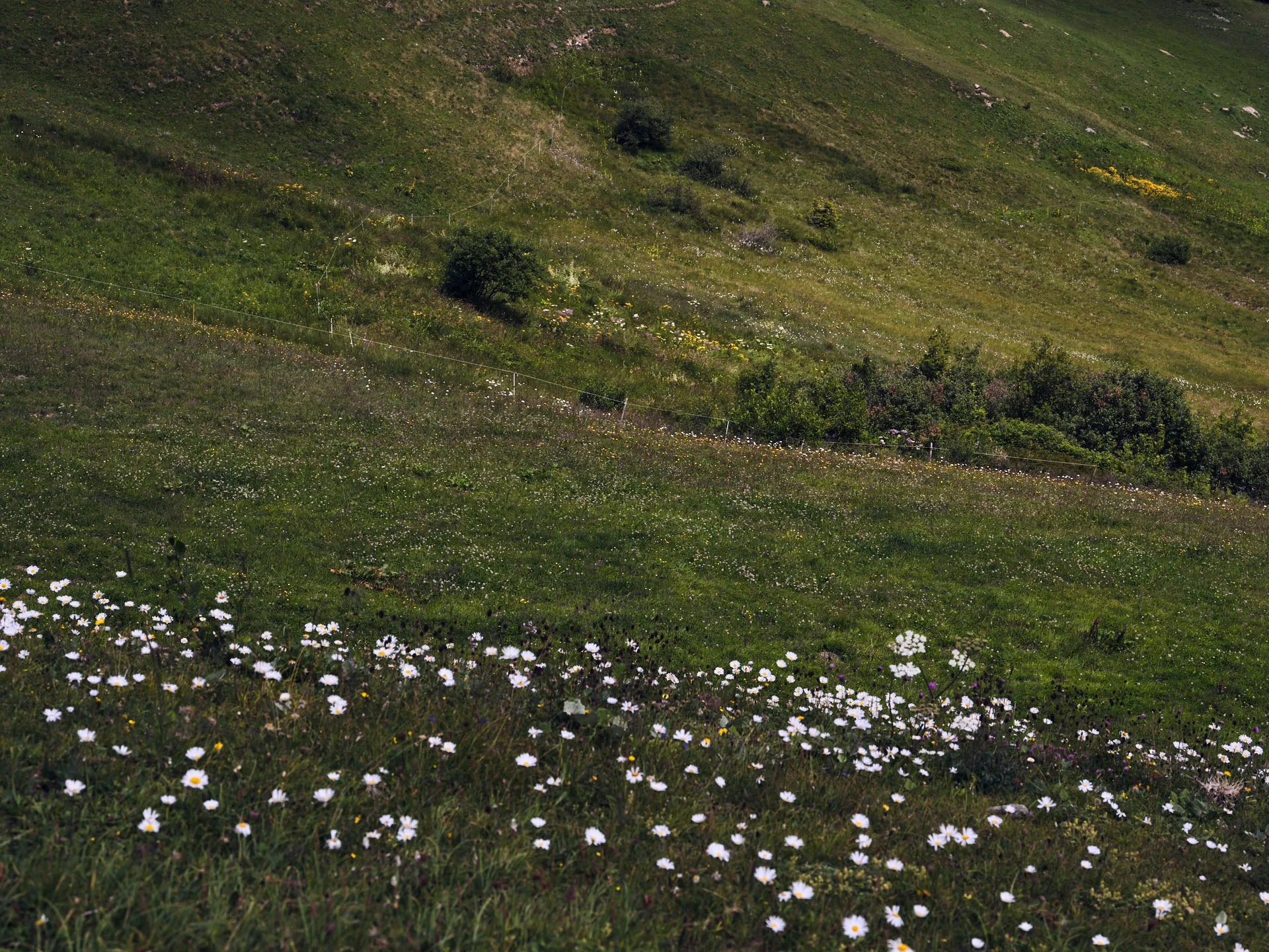 Grüne Almwiese mit vielen weissen Gänseblümchen im Vordergrund, vereinzelten Sträuchern und Blumen auf einer sanft ansteigenden Bergwiese.