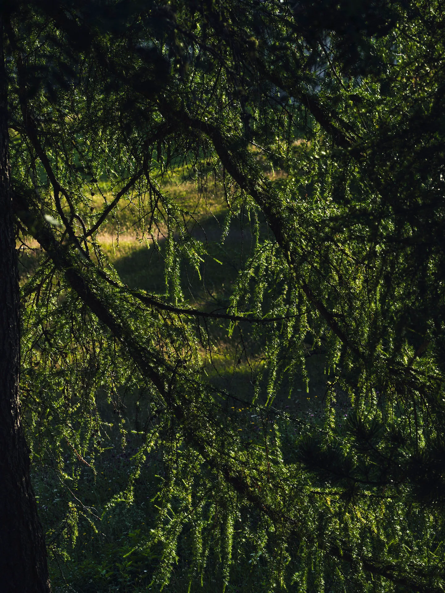 Lichterwald mit von der Sonne angestrahlten Zweigen und grünen Nadeln im Schatten eines Baumes.
