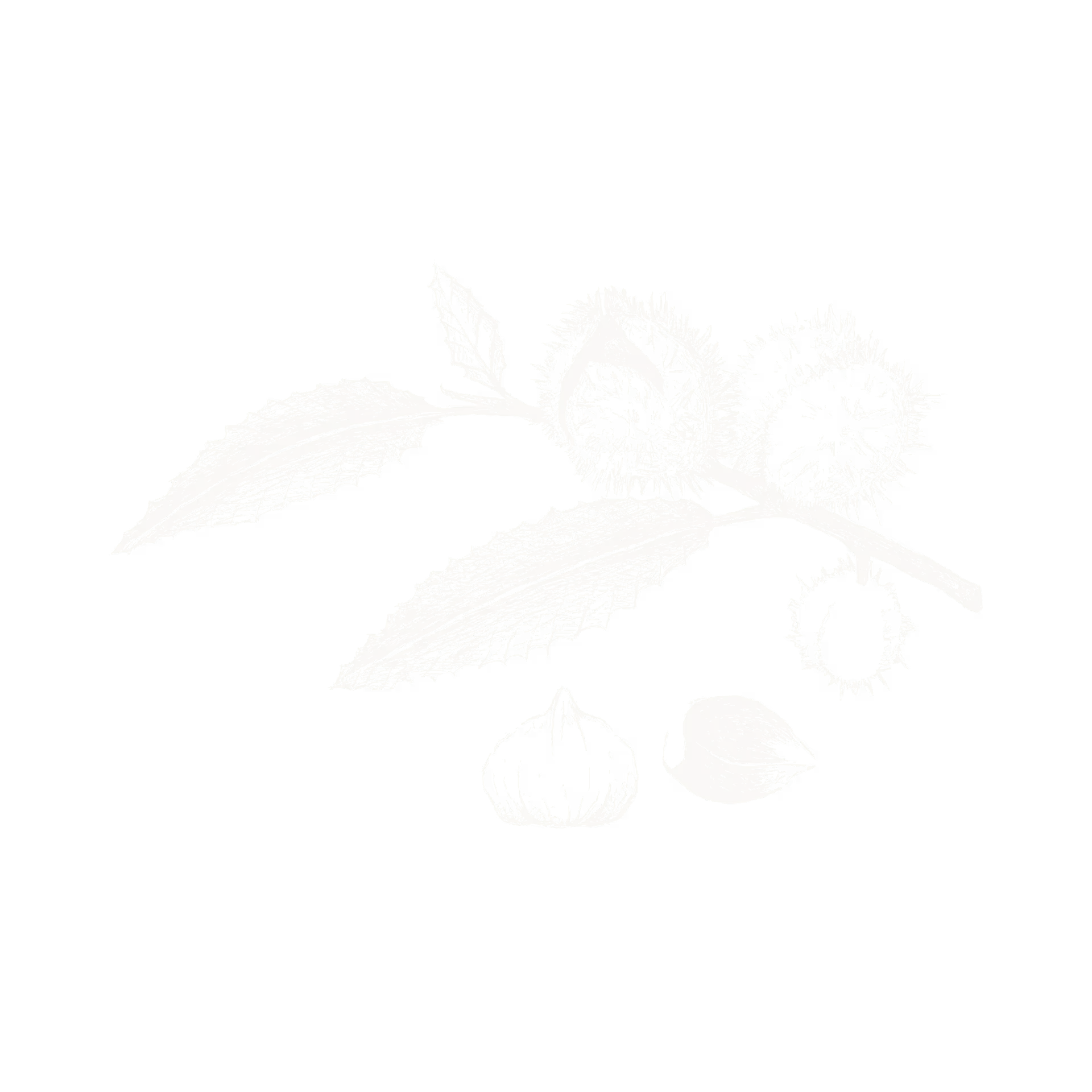 chestnut