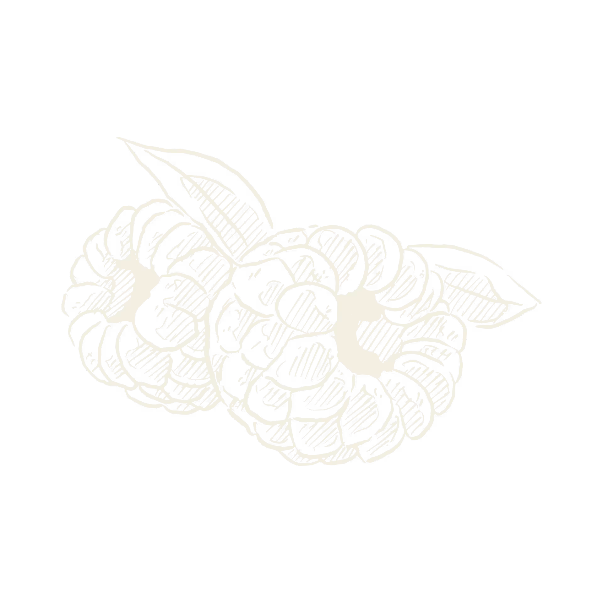 Black and white sketch of two raspberries with leaves on a black background.