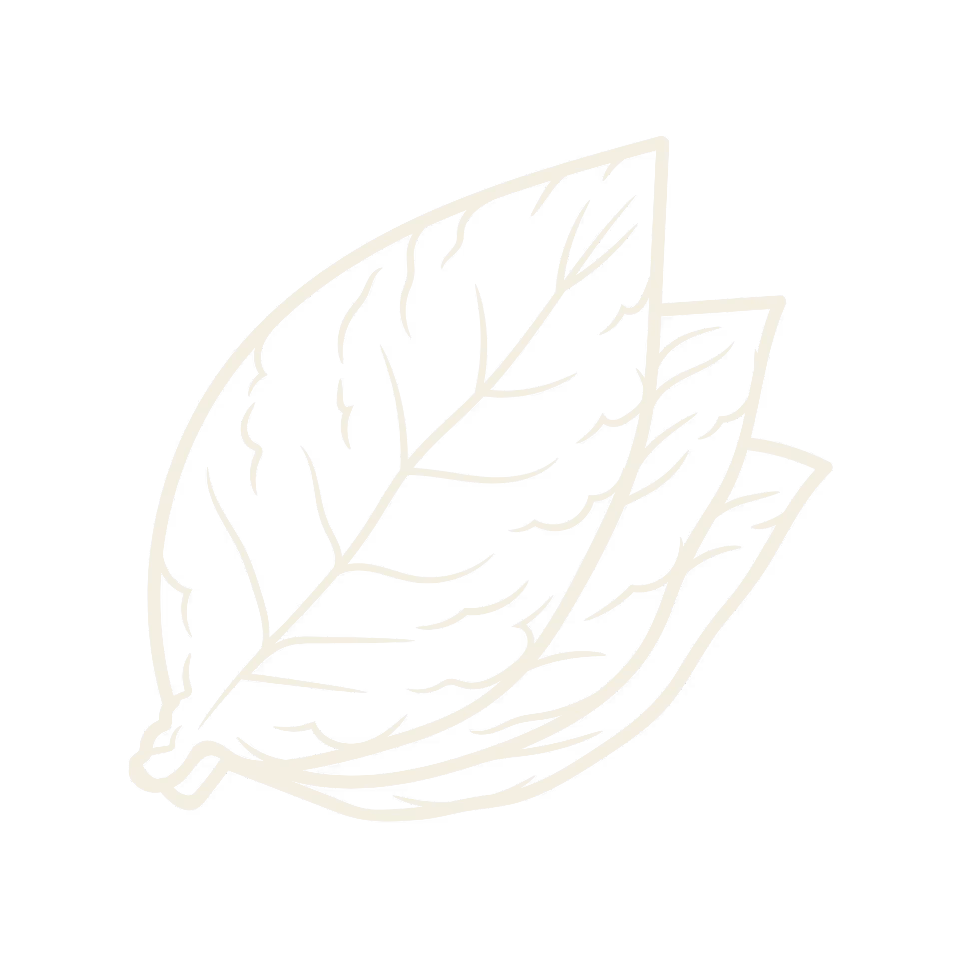 Illustration of three overlapping tobacco leaves with visible veins on a black background.