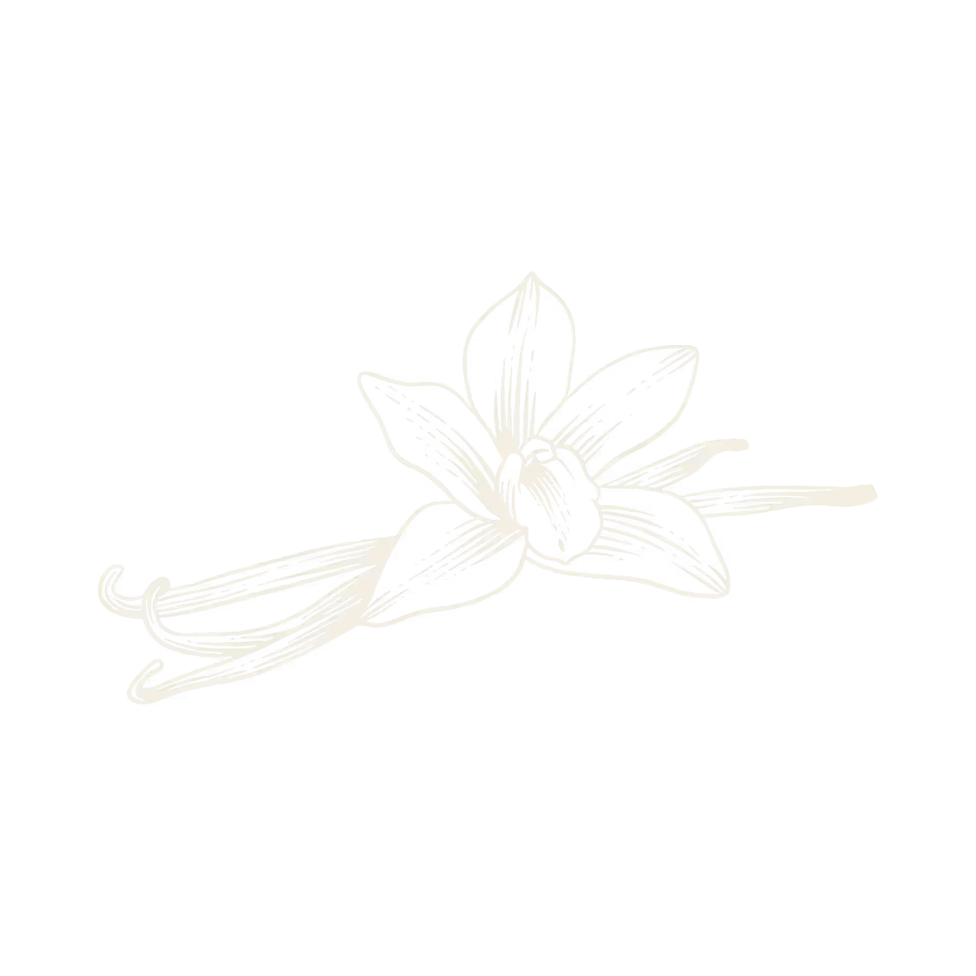 Detailed sketch of a vanilla flower with two vanilla pods on a black background.