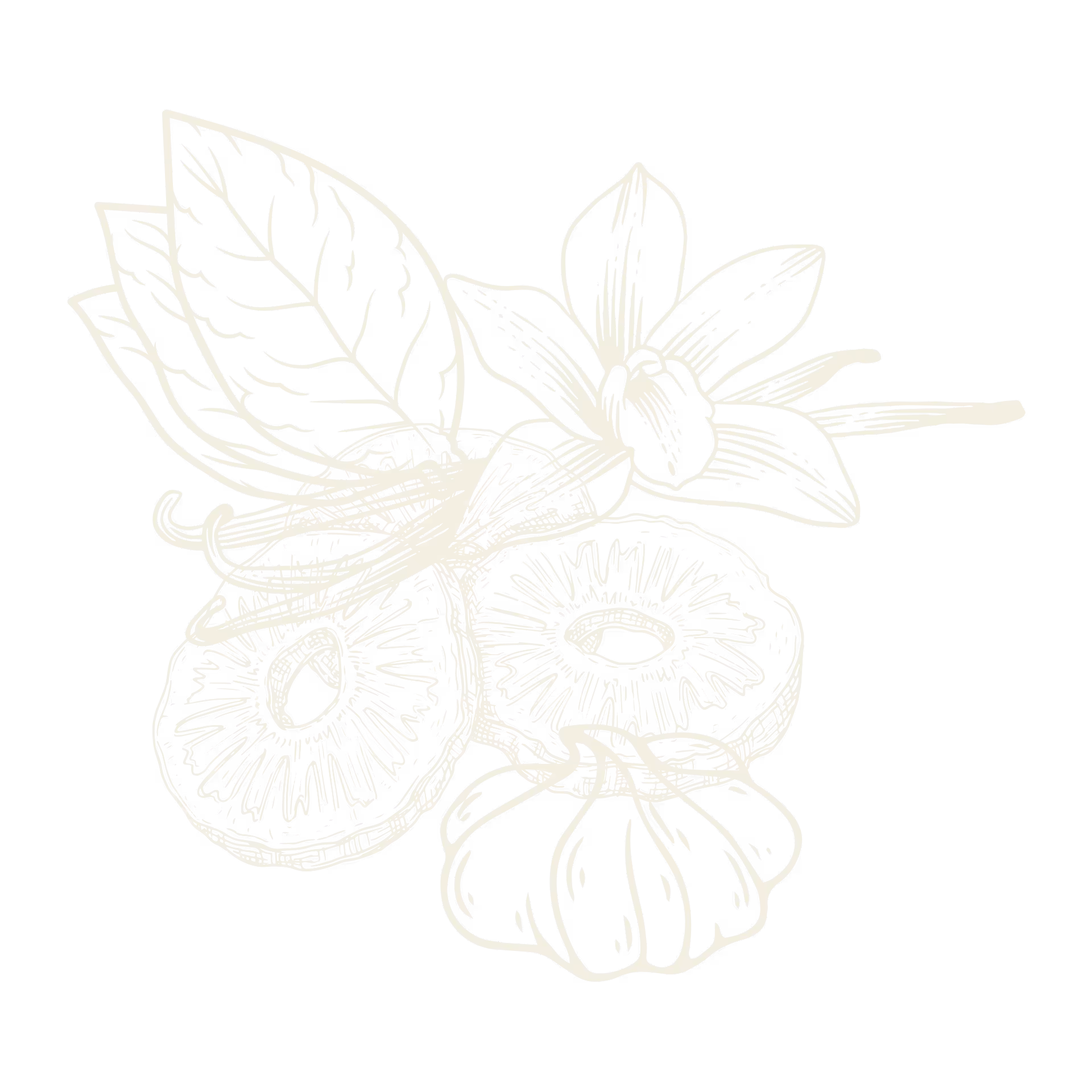 Hand-drawn sketch of vanilla flower, pods, sliced vanilla bean, and leaves on a black background.
