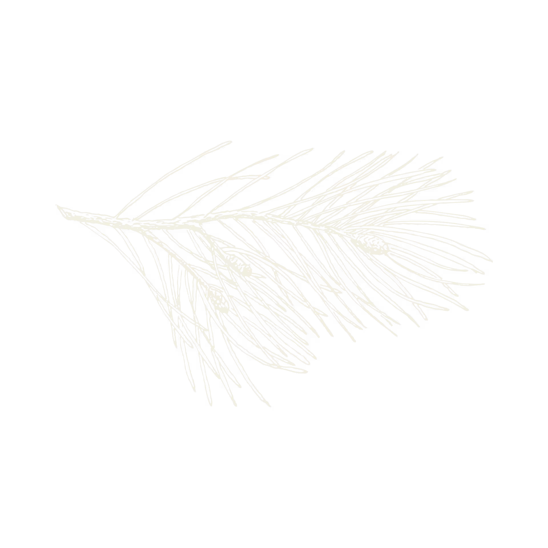 White line drawing of a pine tree branch with needles and small pine cones on a black background.
