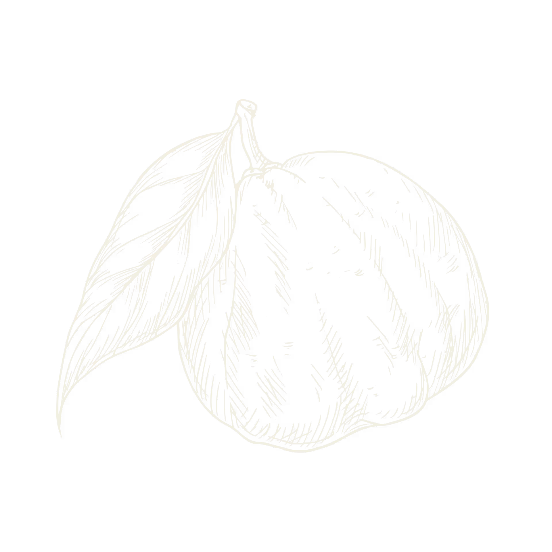 White sketch of a quince fruit with two attached leaves on black background.