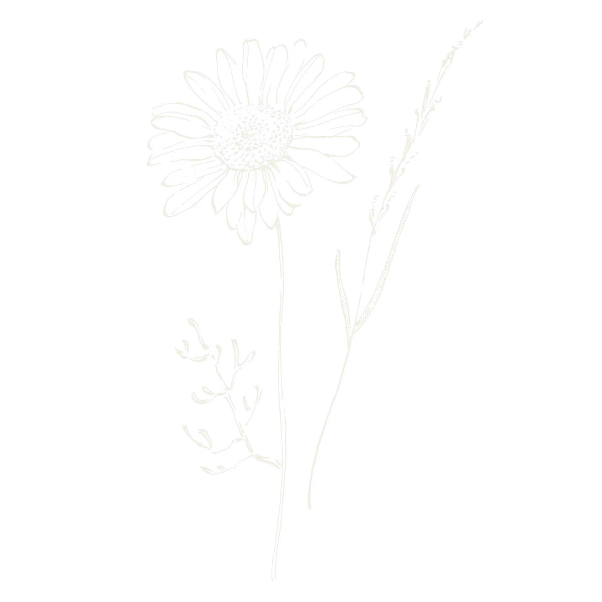 Black and white line drawing of a daisy-like flower with one stem and two long leaves.