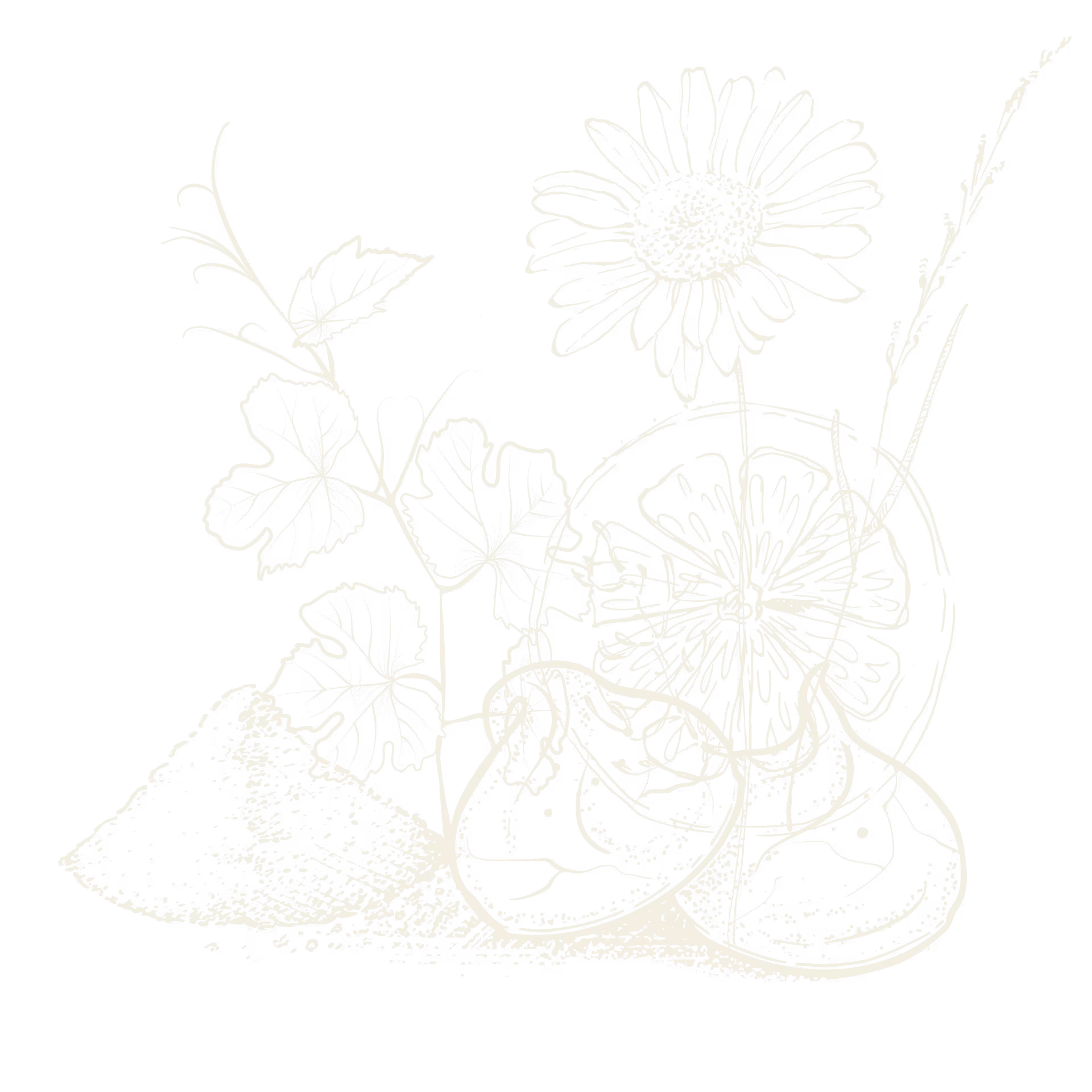White line drawing of a sunflower, lemon slice, two figs, leaves, and a pile of granular powder on a black background.