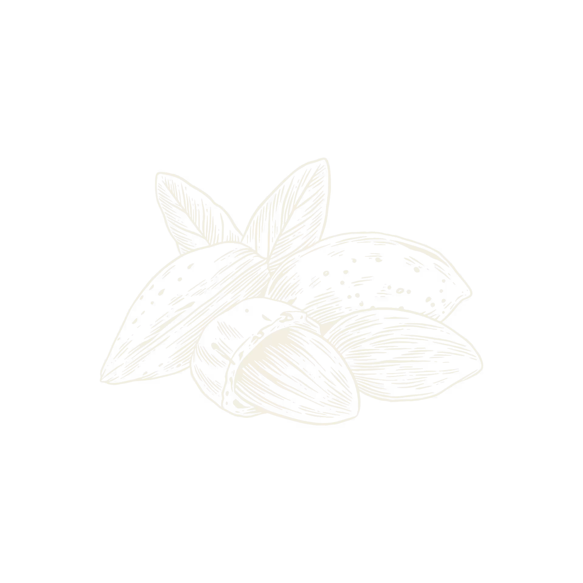 Hand-drawn illustration of almonds with leaves.