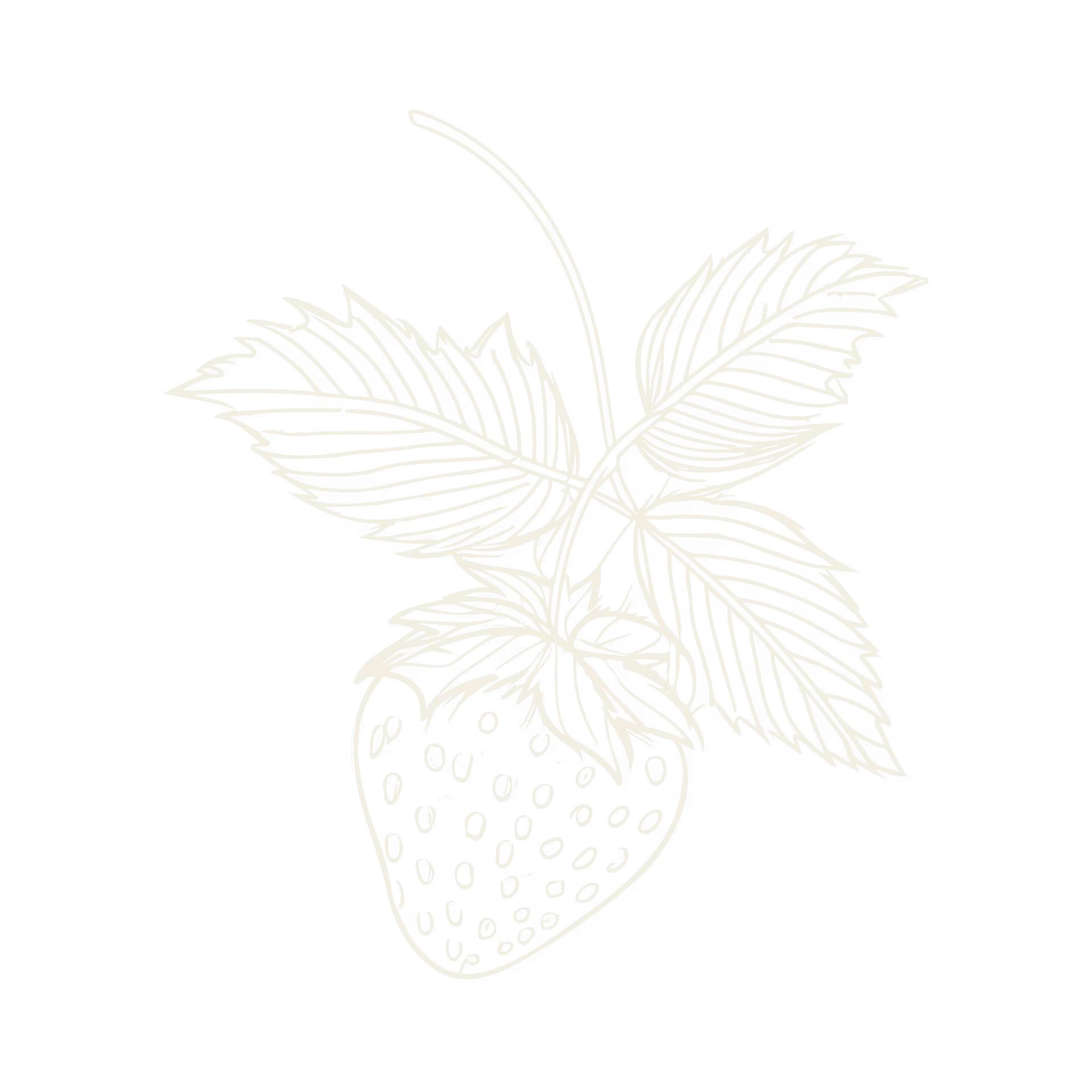 Detailed white line drawing of a strawberry with leaves on a black background.