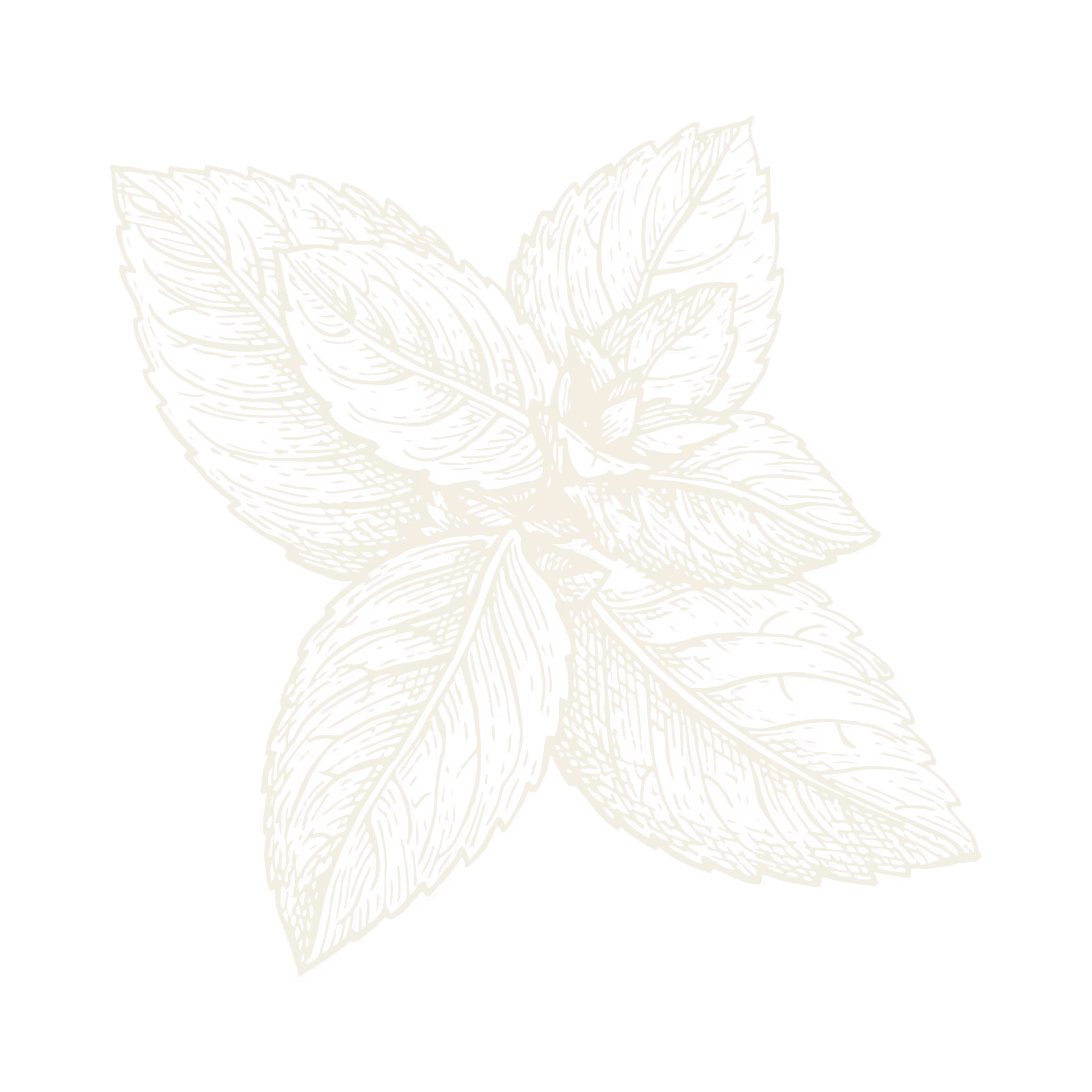 Detailed sketch of a mint plant with five textured leaves.