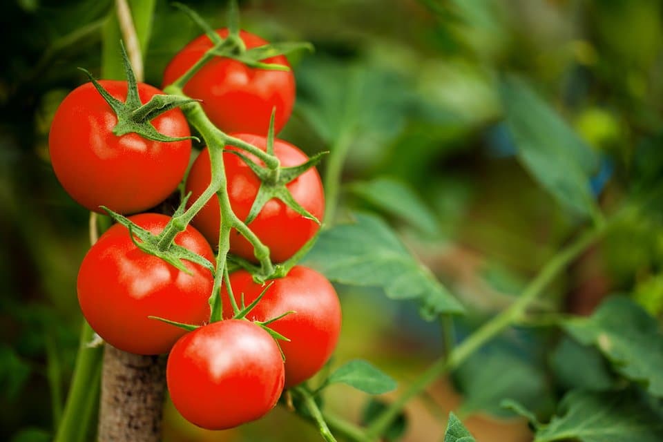 Large Red Cherry Tomato, fresh harvest or mature plant