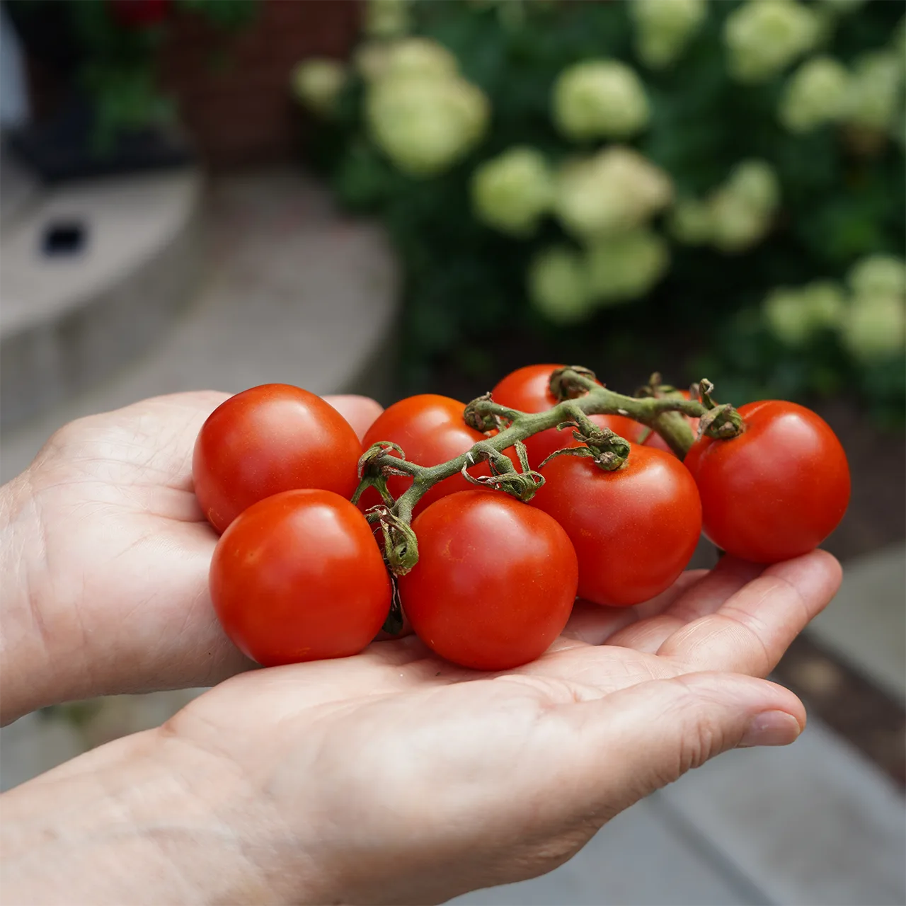 Large Red Cherry Tomato packet back, planting depth, spacing, and grow tips