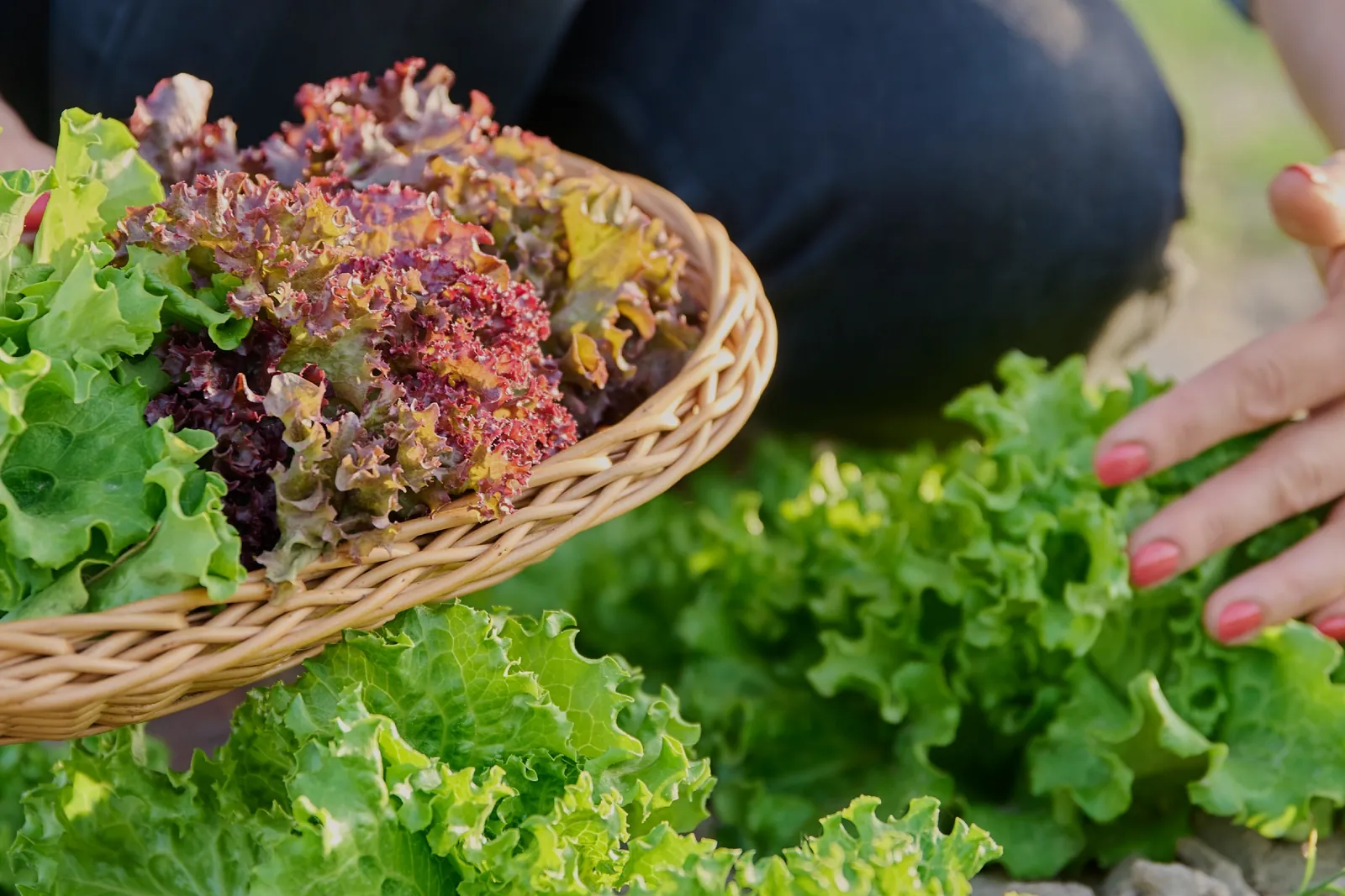 Hands harvesting green and red loose-leaf lettuce into a woven basket