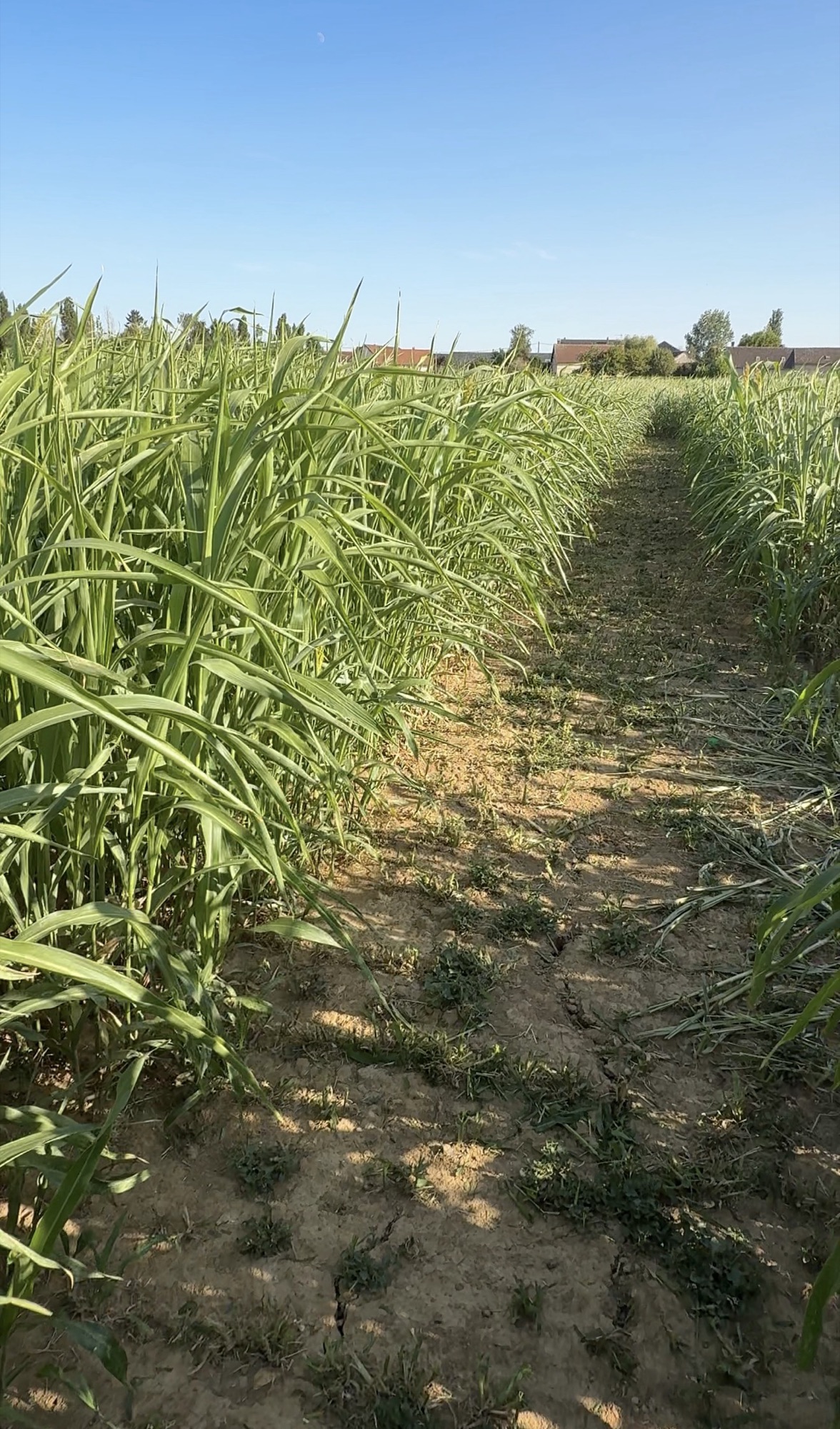 Allée du labyrinthe végétal en sorgho de la Fermette d'Aphaïa à Broué