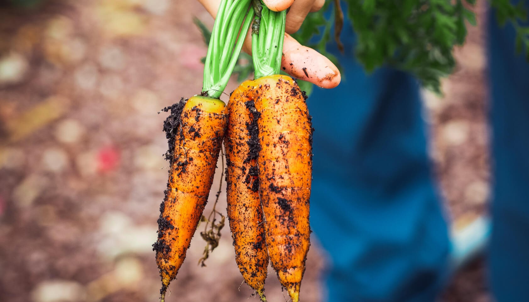 Carrots 101: How to Grow Carrots Right From Your Garden