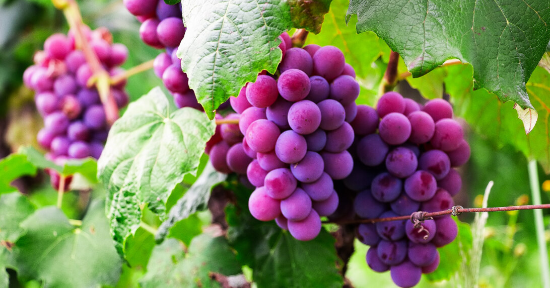 4 Delicious Fruits That are Very Healthy for Your Diet