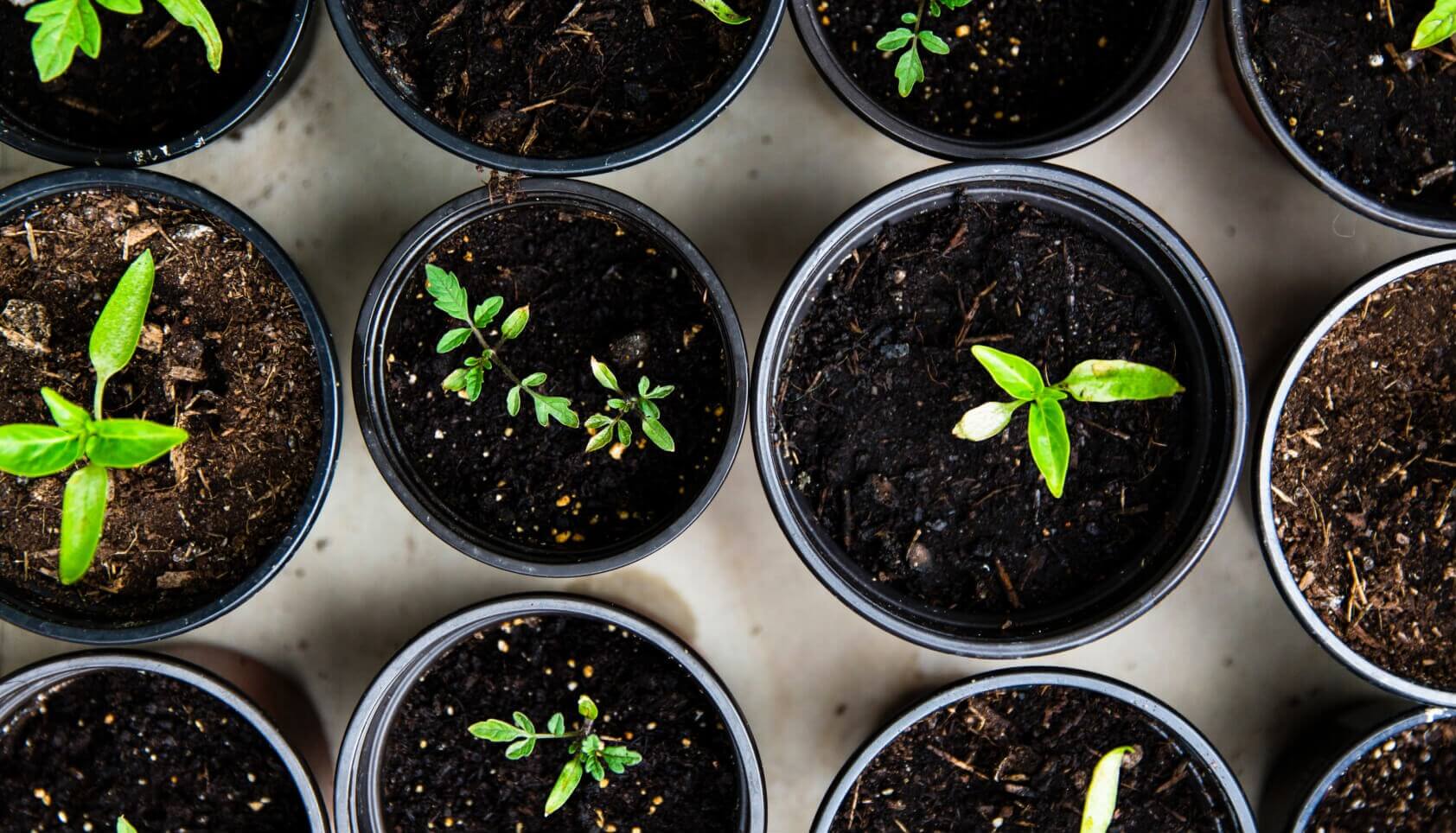 Planning and Planting your First Vegetable Garden