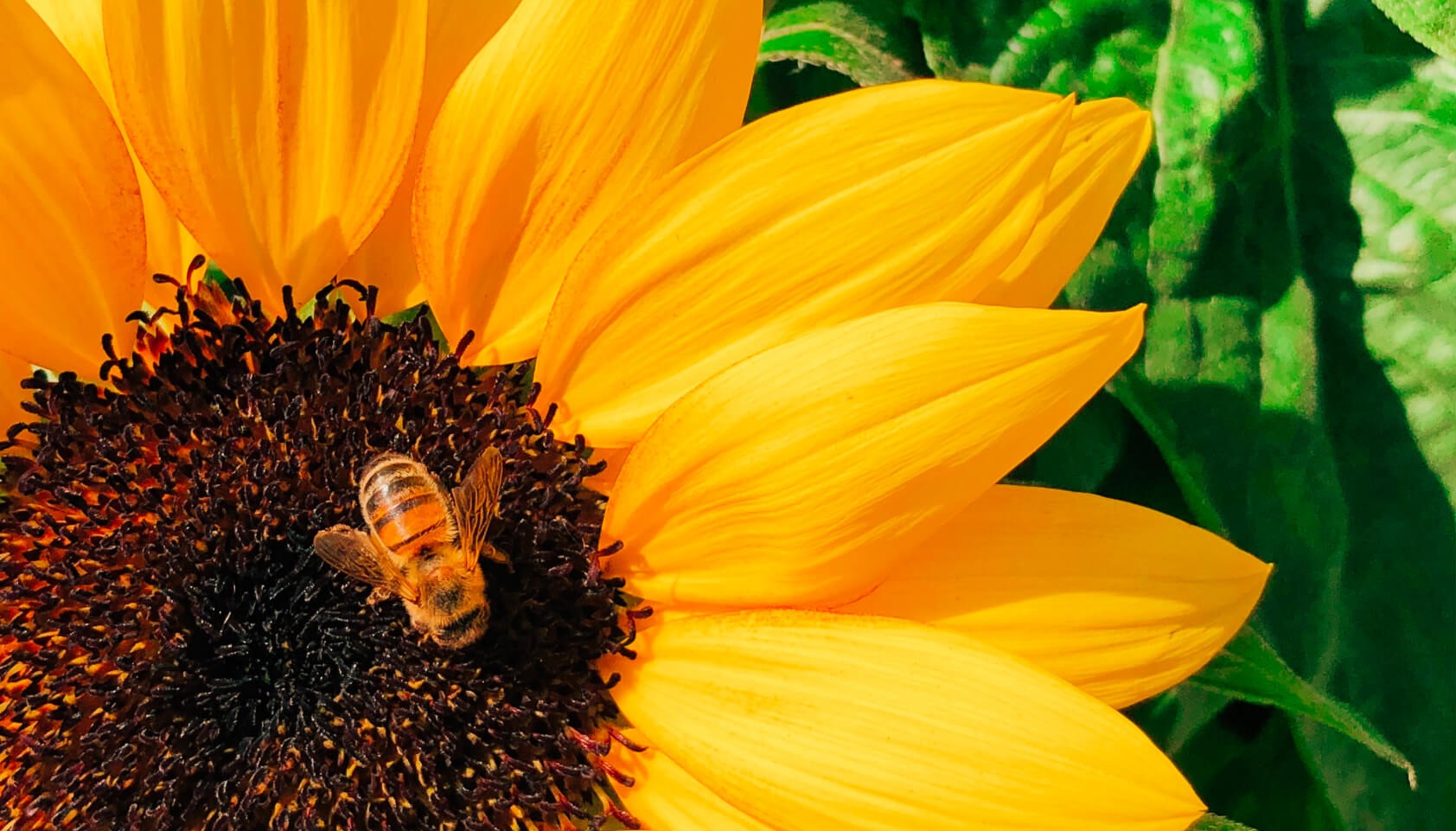 Honey: Why it’s a Delicious and  Healthy Alternative to Sweeten your Meals