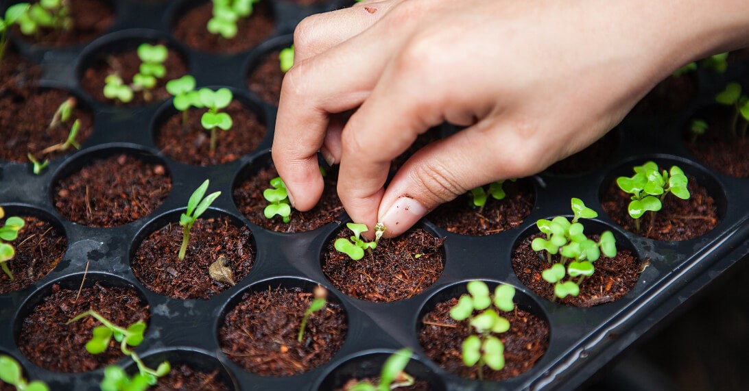 How to Level up Your Garden by Choosing the Right Seeds