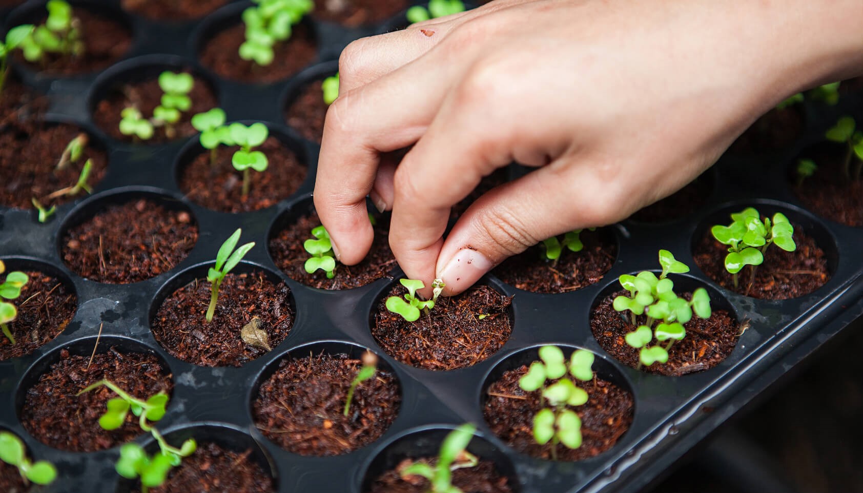 How to Level up Your Garden by Choosing the Right Seeds