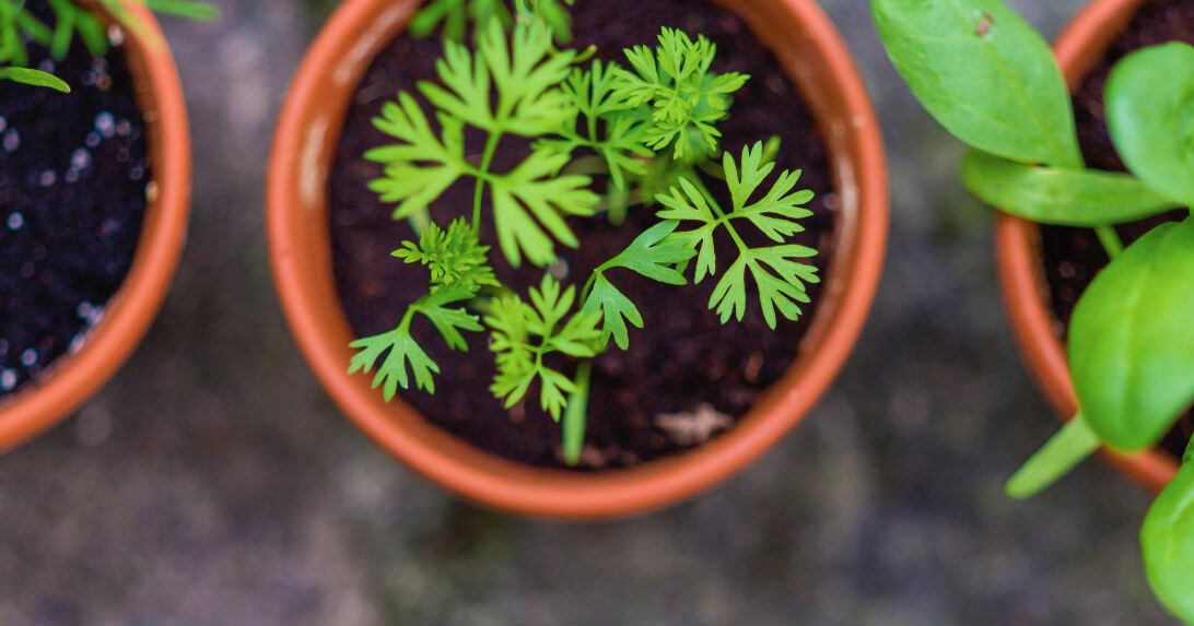 How to Start Your Own Organic Garden Right From Your Home