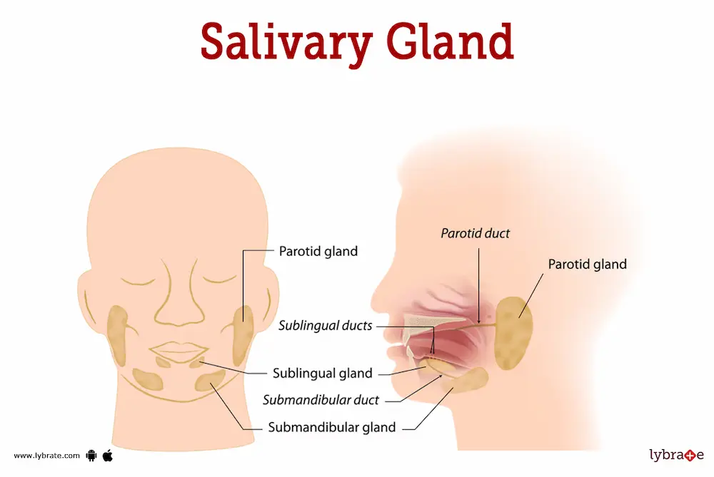 Salivary Glands Diagram