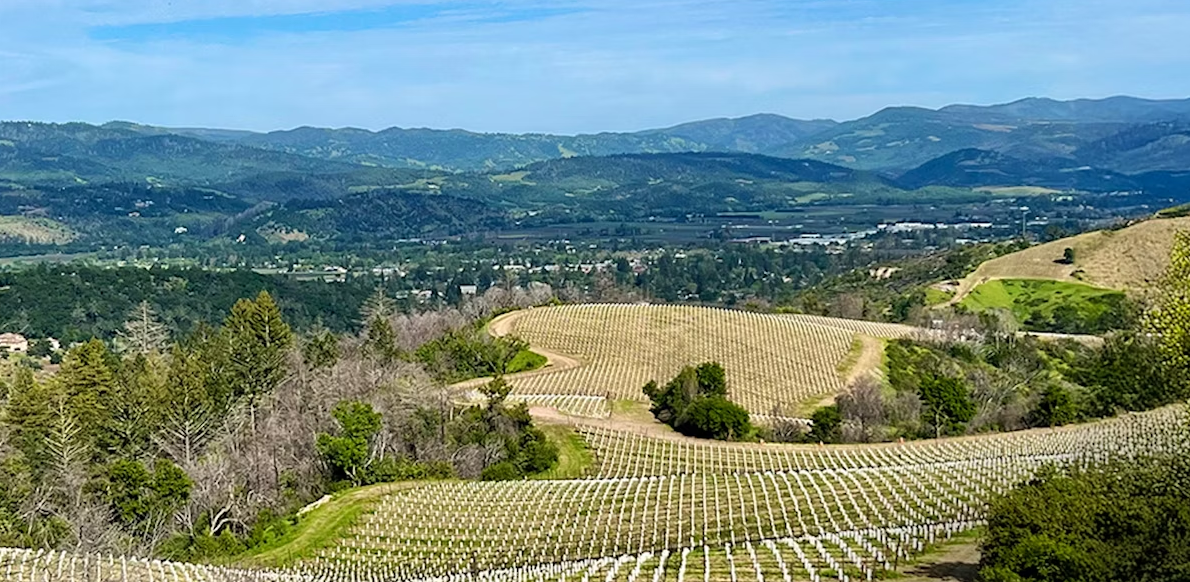 Spring Mountain Vineyard's massive replanting project is in full swing, with more than 200 acres of new vines expected by 2027. (Courtesy of Spring Mountain Vineyard)