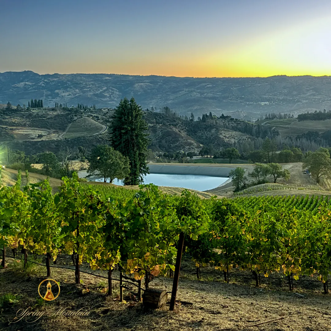 Panoramic view of a Napa Valley vineyard with green vineyard rows in the foreground, a reflective reservoir in the valley below, and terraced hillsides extending into the distance at sunset.