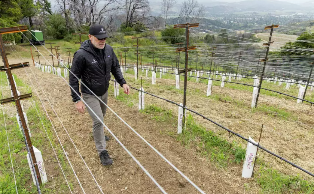 Peter Ekman, CEO of Spring Mountain Vineyard in St. Helena since 2023, thinks grape growers have ripped out enough vines and left enough grapes to rot that supply will soon be in line with demand. Santiago Mejia/S.F. Chronicle