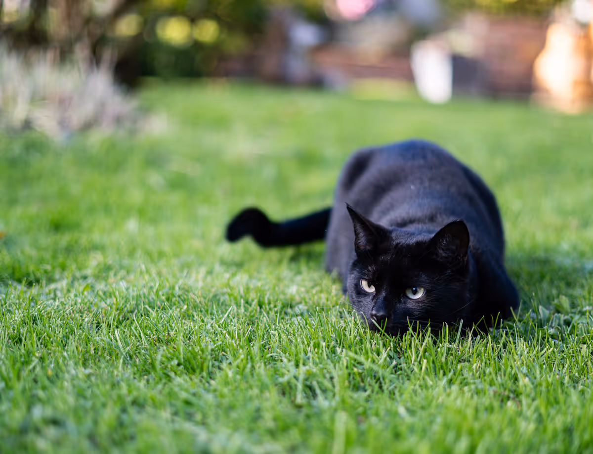 Black cat crouching low on green grass outdoors, looking intently forward.