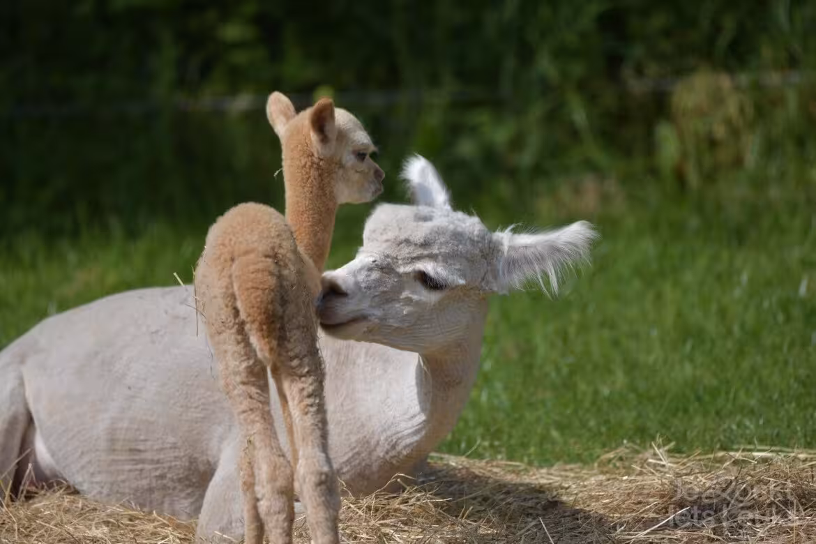 Overnachten bij Ezelgasterij aan de Maasheggen in Noord-Brabant via JeZoektIetsLeuks