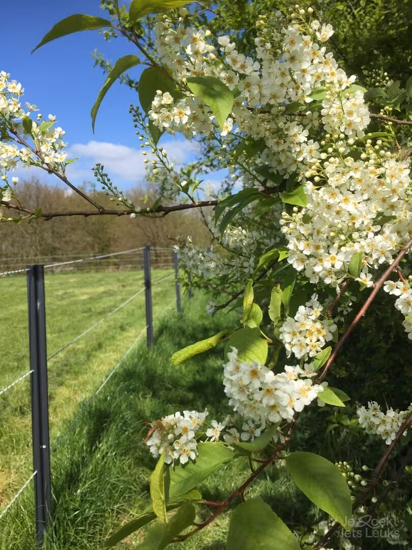 Overnachten bij Ezelgasterij aan de Maasheggen in Noord-Brabant via JeZoektIetsLeuks