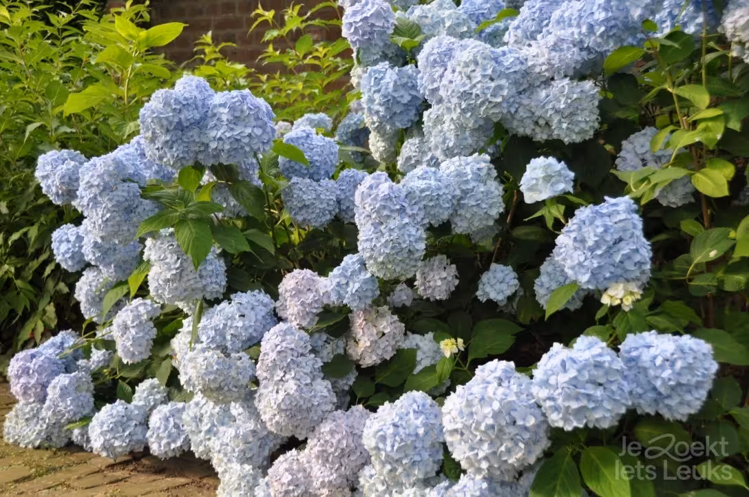 Overnachten bij XXL woning de Grote Berckt in Limburg via JeZoektIetsLeuks