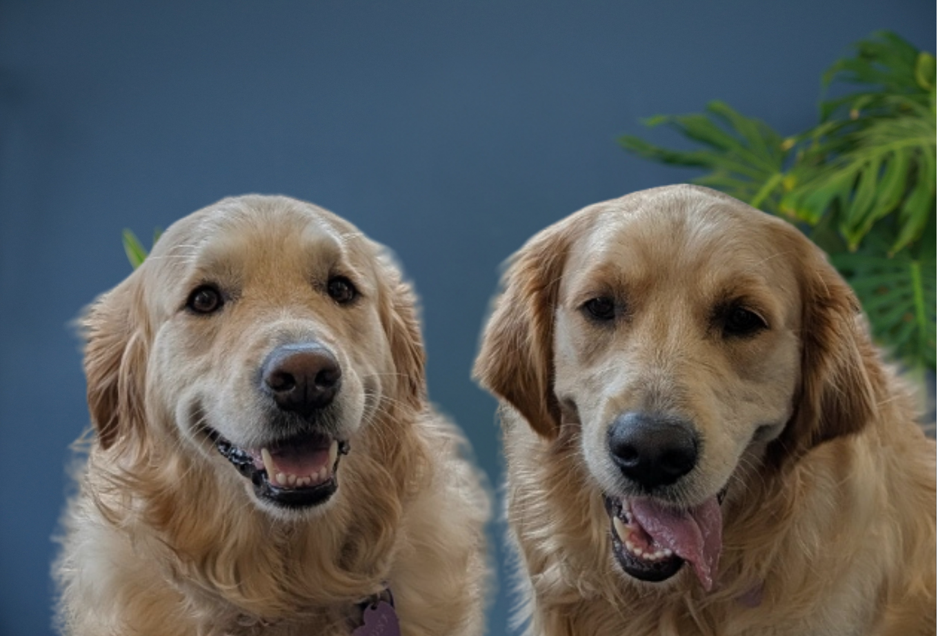 Luna & Frankie