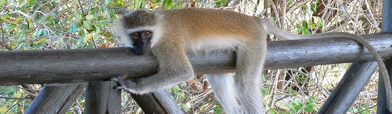 Monkey (Vervet)