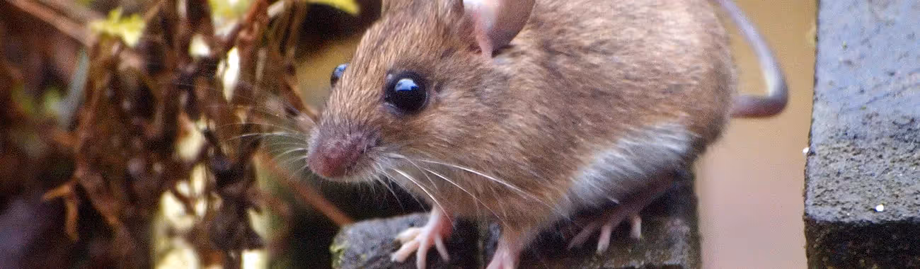 Mouse (Wood)
