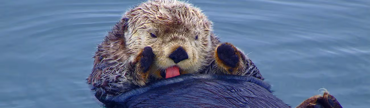 Otter (Sea)