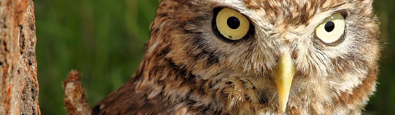 Owl (Little)