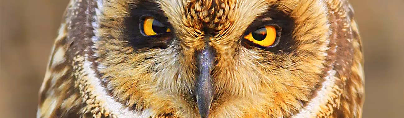 Owl (Short-Eared)