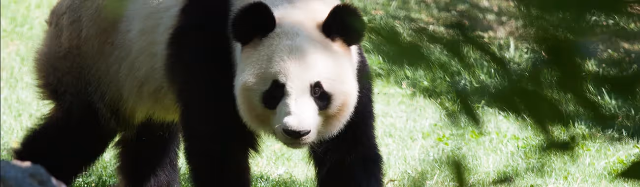 Panda (Giant)