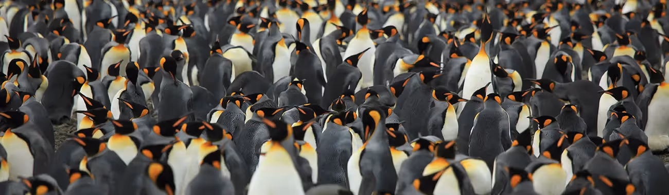 Penguins