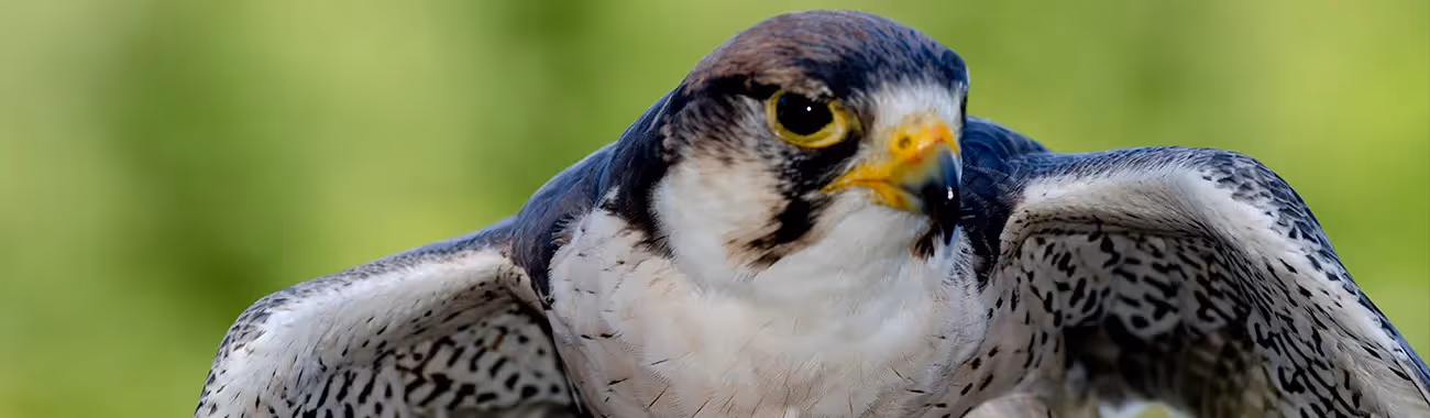 Peregrine Falcon
