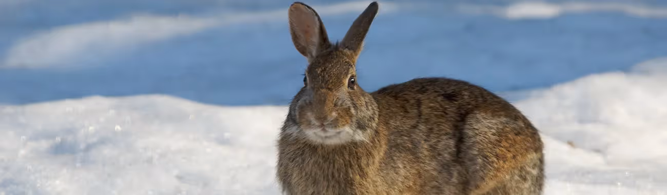 Rabbit