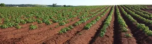 Soil