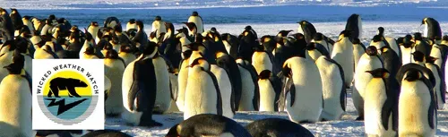Arctic and Antarctic animals